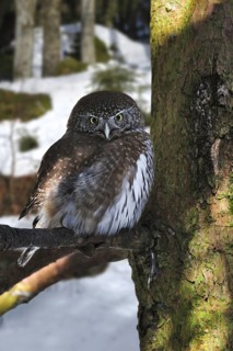 Eurasian Pygmy Owl (Glaucidium passerinum) perched in tree in the snow in winter, Bavarian Forest