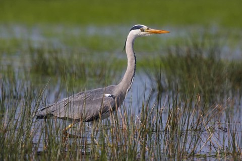 Grey Heron (Ardea cinerea), North Rhine-Westphalia, Germany