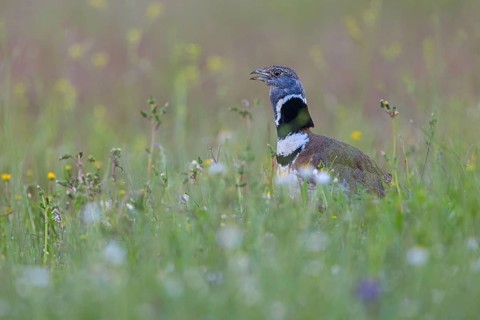 Little bustard (Tetrax tetrax) Outarde canepetière, Sisón Común, Hides De Calera / Great Bustard,