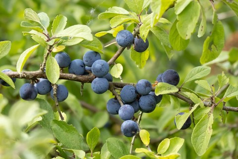 Blackthorn tree (Prunus spinosa) with autumn colour leaves and blue sloe berries, England, United