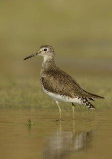 Solitary Sandpiper (Tringa solitaria), Texas, USA