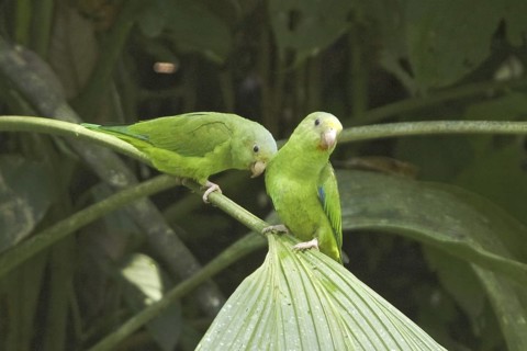 Cobalt-winged Parakeet (Brotogeris cyanoptera), Ecuador