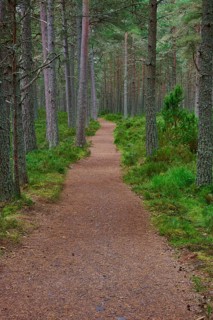 Narrow forest trail through tall pine trees with green soil, Loch Garden, Nethy Bridge, Scotland,
