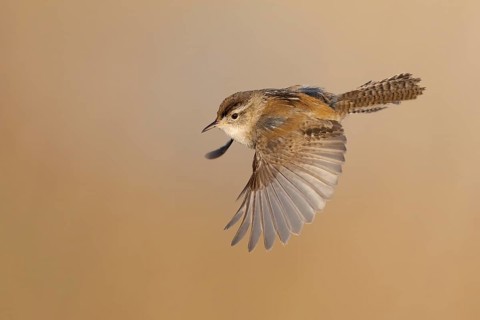 Marsh Wren (Cistothorus palustris) flying, British Columbia, Canada