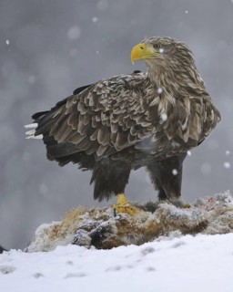 White-tailed Eagle (Haliaeetus albicilla), Norway