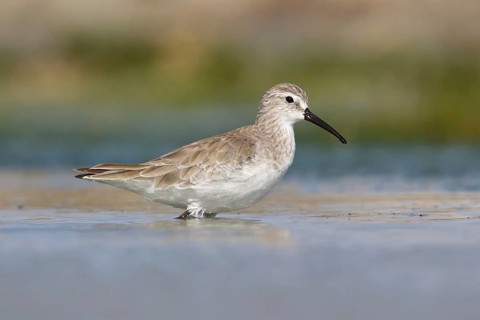 Curlew Sandpiper (Calidris ferruginea) foraging, Victoria, Australia