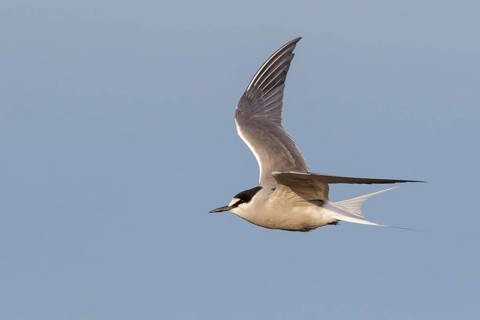 Aleutian Tern (Onychoprion aleuticus) flying near Nome, Alaska