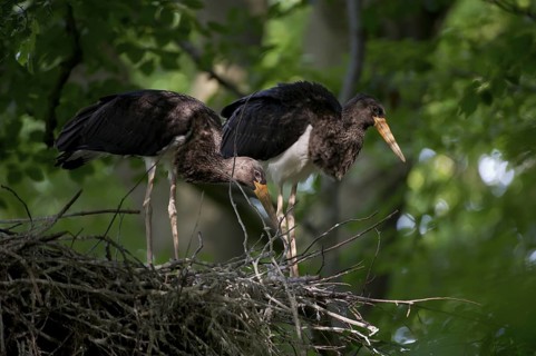 Black Stork (Ciconia nigra) nest, Saxony, Germany