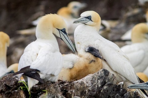 Northern Gannet (Morus bassanus) with chick on nest, Bass Rock, Scotland, United Kingdom