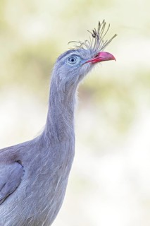 Red-legged Seriema (Cariama cristata) in the Atlantic Rainforest of Brazil
