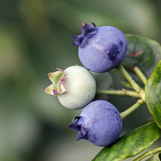 Blueberry fruit fruits (Vaccinium corymbosum BRAZELBERRY 'Jelly Bean'), Cambridge Botanical Garden,