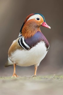 Mandarin Duck (Aix galericulata) male, Rhineland-Palatinate, Germany