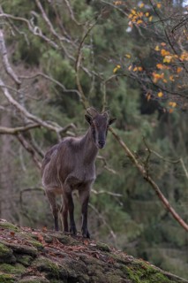 One female Himalayan Tahr (Hemitragus jemlahicus) standing on rocks in a forest. Green forest in