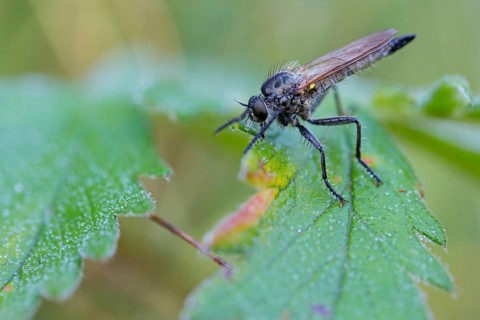 Notch-nosed robber fly, Dysmachus fuscipennis, female, female, Muselievo, ????????? / Muselievo,