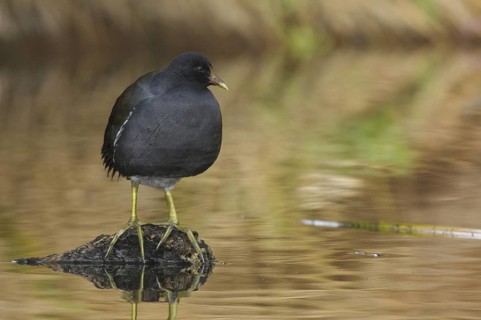 Common Moorhen (Gallinula chloropus), Arizona, USA