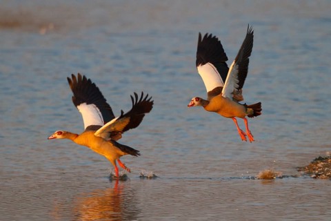 Egyptian Goose (Alopochen aegyptiaca) flying, North Rhine-Westphalia, Germany