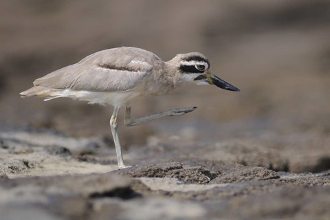 Great Stone-curlew (Esacus recurvirostris), India