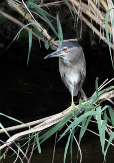 Black-crowned Night Heron (Nycticorax nycticorax), France