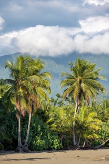 Palm trees on a sandy beach, Playa Uvita, Pacific coast, Parque Nacional Marino Ballena, Puntarenas