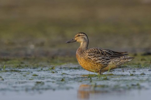 Garganey (Spatula querquedula) female, Schleswig-Holstein, Germany