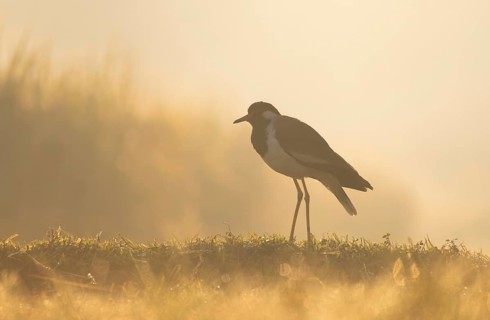 A white-breasted waterhen (Amaurornis phoenicurus) in the grass during a misty sunrise, Gazipur,