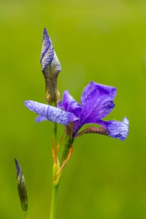 Siberian iris (Iris sibirica), Iris family (Iridaceae), Eriskircher Ried, Baden-Württemberg,