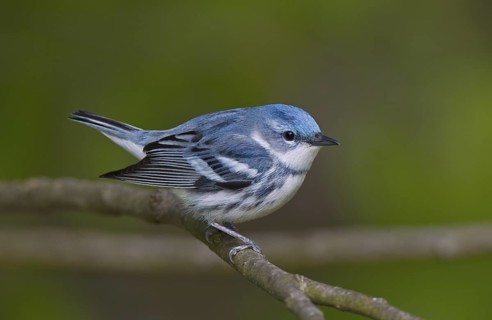 Cerulean Warbler. male
