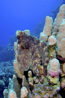 Big blue octopus (Octopus cyaneus)