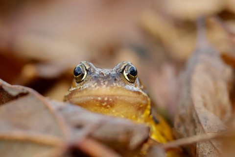 Common frog (Rana temporaria) adult amphibian amongst fallen autumn leaves in a garden, Suffolk,