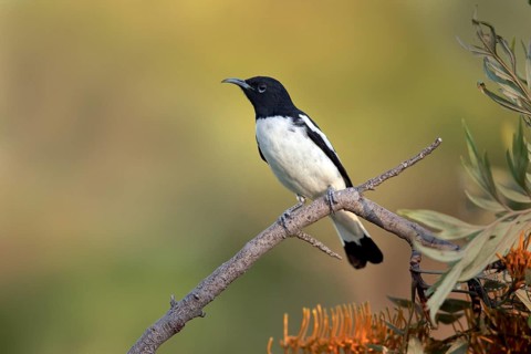 Pied Honeyeater (Certhionyx variegatus) male perched on a branch, Victoria, Australia