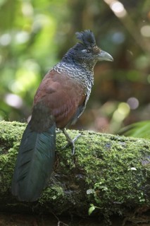 Banded Ground-Cuckoo (Neomorphus radiolosus) perched on a branch in Ecuador, South America