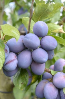 Plum (Prunus domestica 'President'), LVG Erfurt, Erfurt, Thuringia, Germany