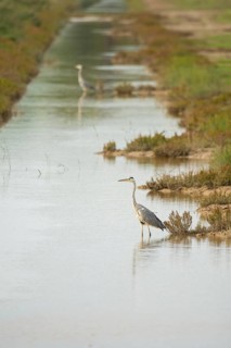 A grey heron stands gracefully in a tranquil wetlands setting, surrounded by lush greenery and