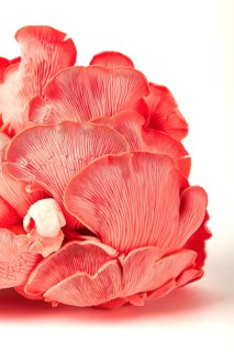 Pink oyster mushroom, bunch, close-up, raw, no people