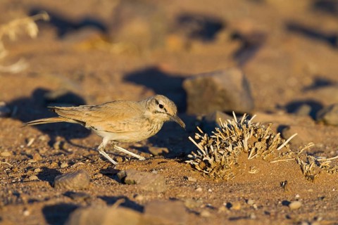 Greater Hoopoe Lark - Wüstenläuferlerche - Alaemon alaudipes ssp. alaudipes, Morocco