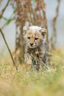 Cheetah (Acinonyx jubatus) youngster walking on a meadow, captive, occurrence Africa