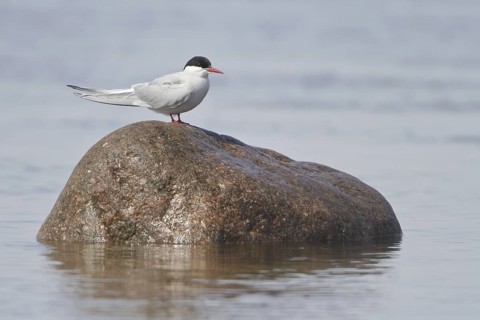 Arctic Tern (Sterna paradisaea), Manitoba, Canada