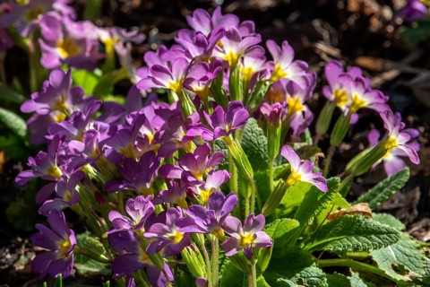Purple primrose (Primula sp.), Baden-Württemberg, Germany