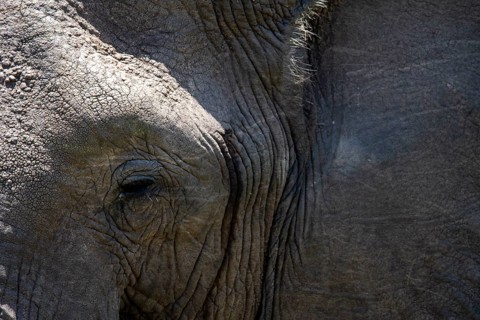 A detailed close-up image of an African elephant's eye and wrinkled skin, showcasing the unique
