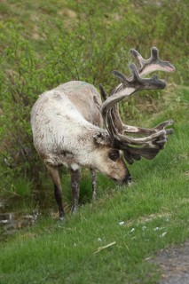 Reindeer (Rangifer tarandus) male, domesticated animal with strong velvet antlers, tundra, northern
