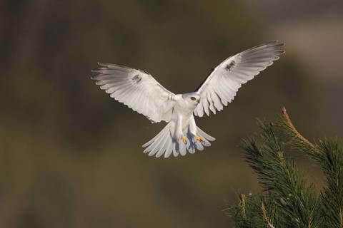 White-tailed Kite (Elanus leucurus) juvenile approaching, California, USA