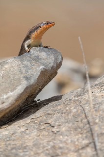 Short-necked skink, lizard, Sudan Mabuya, (Trachylepis brevicollis), Sudan Mabuya, lizard, reptile,