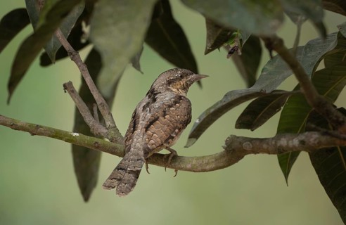 Eurasian wryneck or northern wryneck (Jynx torquilla) on a tree branch, Sreepur, Gazipur,