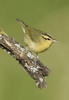 Worm-eating Warbler (Helmitheros vermivorum), Texas, USA
