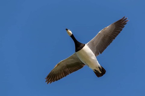 Barnacle Goose (Branta leucopsis) flying, Texel, Netherlands