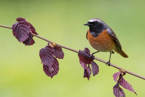 Common Redstart (Phoenicurus phoenicurus) male perched on a twig, Poland