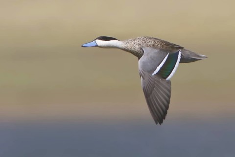 Puna Teal (Spatula puna), Central Highlands, Peru