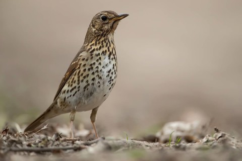 Song thrush (Turdus philomelos) adult garden bird in a woodland in spring, England, United Kingdom