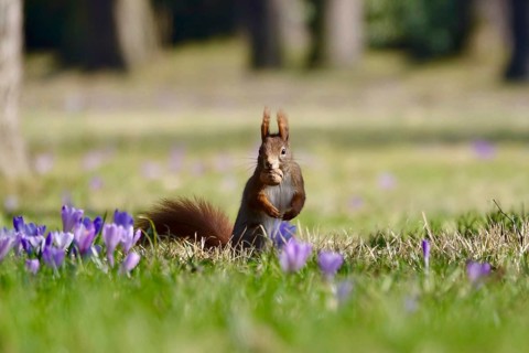 Squirrels, crocuses, winter, Germany