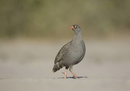 Red-billed Spurfowl (Pternistis adspersus), Chobe, Botswana